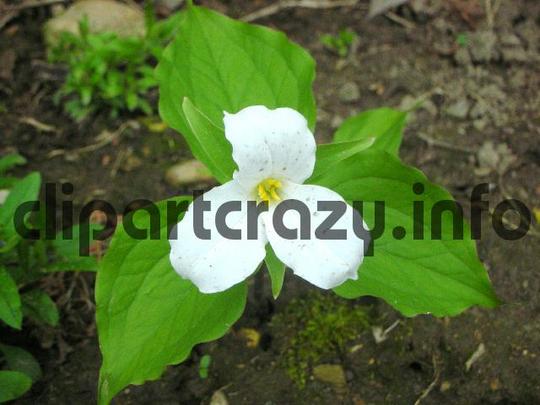 Product picture Trillium Flower - Ontario Canada